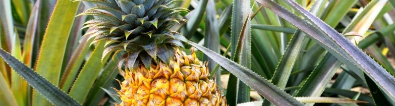 Enzymtherapie_Ananas