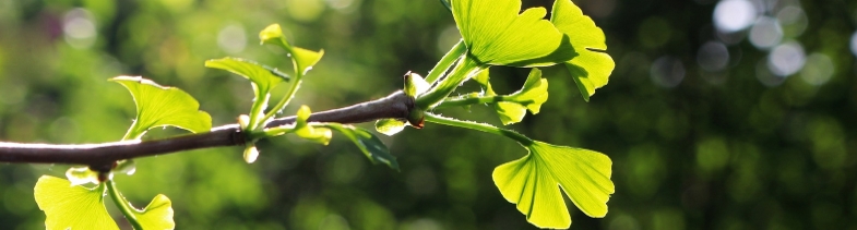 ginko2