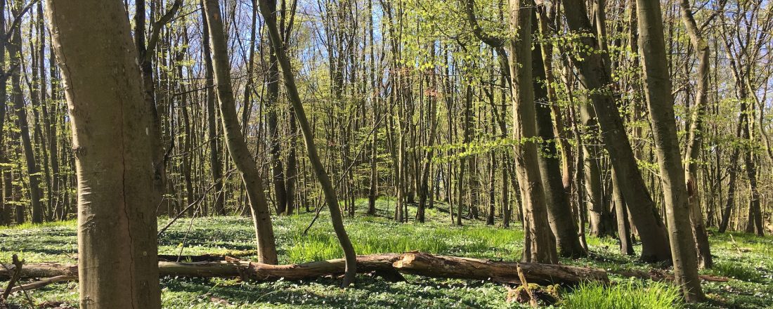 Goor_Rügen_Frühling_klein